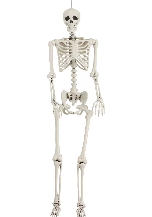 Clearance 5 Foot Posable Georgie The Skeleton Life Size Halloween Decoration Halloween Props